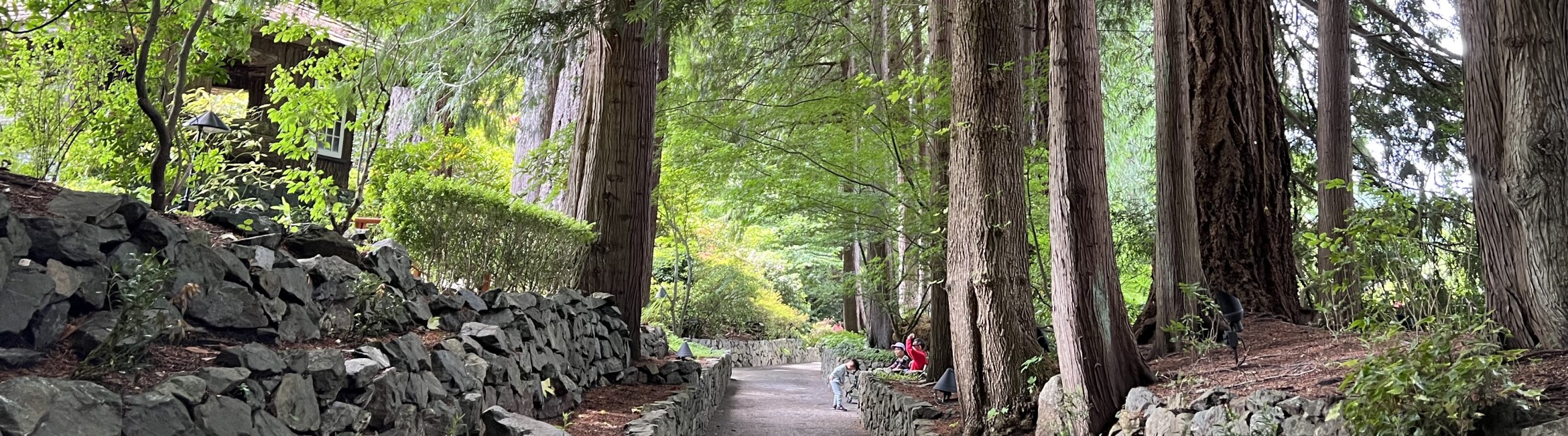 A beautiful forest landscape with tall trees, and a stone walking path heading towards a diverging walkway.
